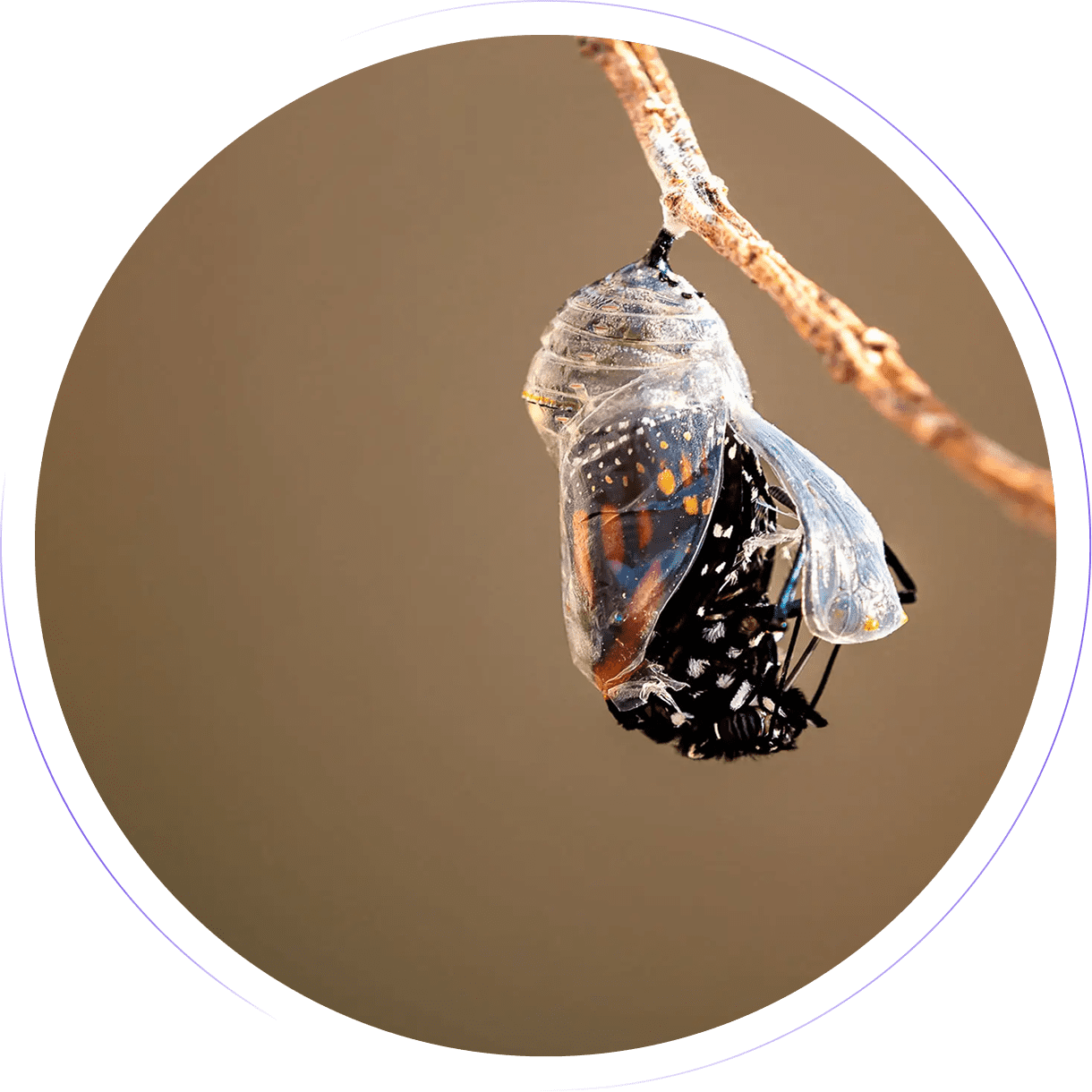 Butterfly emerging from chrysalis on branch.